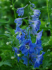 Ostrka Delphinium 'Magic Fountain Sky Blue White Bee'